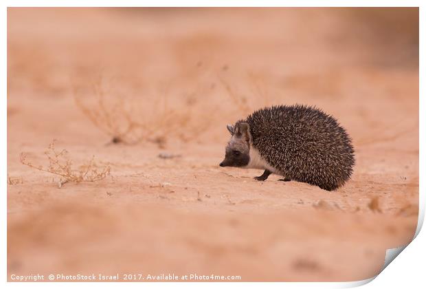 Desert Hedgehog (Paraechinus aethiopicus)  Print by PhotoStock Israel