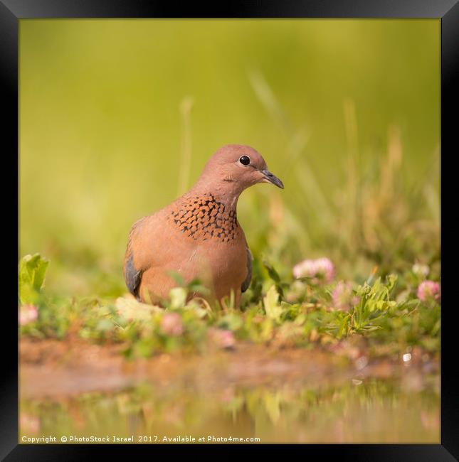 Laughing dove (Streptopelia senegalensis) Framed Print by PhotoStock Israel