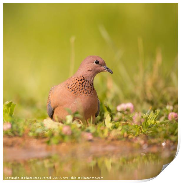 Laughing dove (Streptopelia senegalensis) Print by PhotoStock Israel