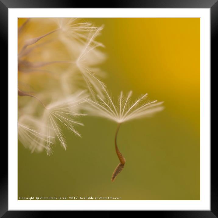 The seed head of a Crepis palaestina Framed Mounted Print by PhotoStock Israel