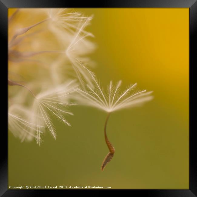 The seed head of a Crepis palaestina Framed Print by PhotoStock Israel