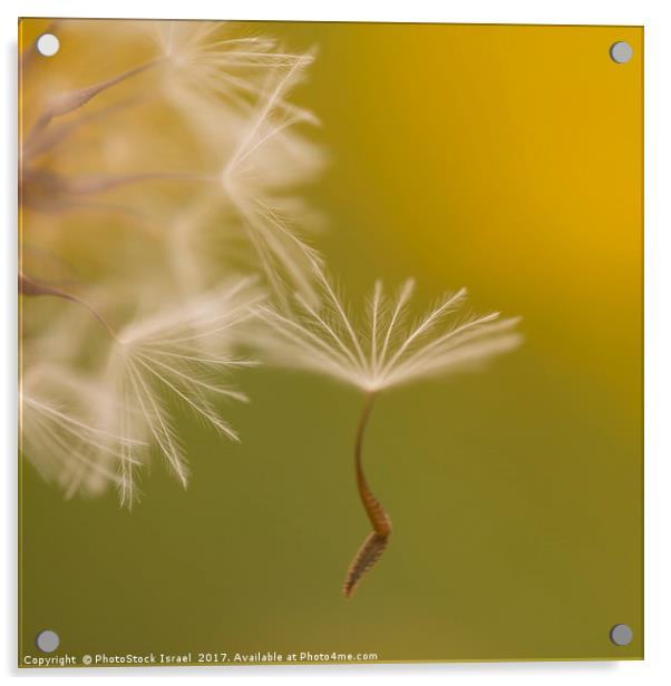 The seed head of a Crepis palaestina Acrylic by PhotoStock Israel