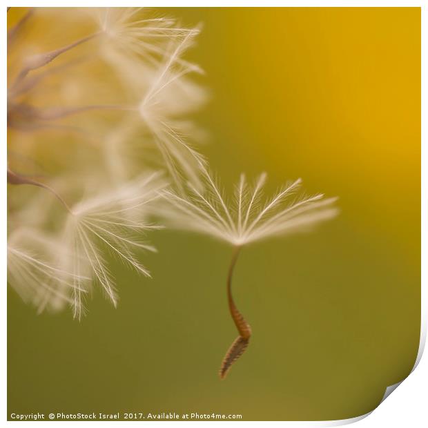 The seed head of a Crepis palaestina Print by PhotoStock Israel