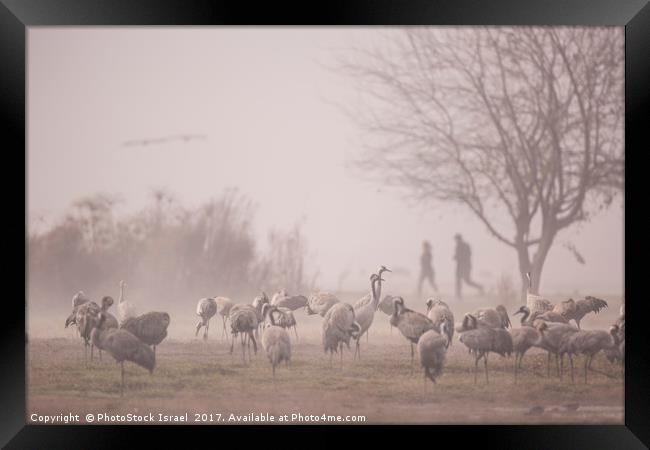 Common crane (Grus grus)  Framed Print by PhotoStock Israel
