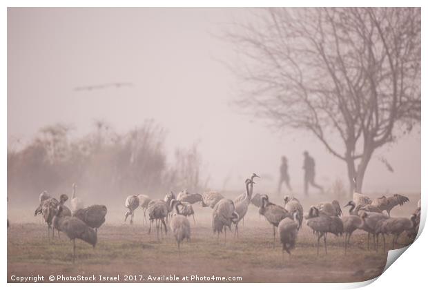 Common crane (Grus grus)  Print by PhotoStock Israel