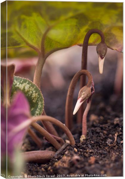 Emerging flower bud  Canvas Print by PhotoStock Israel