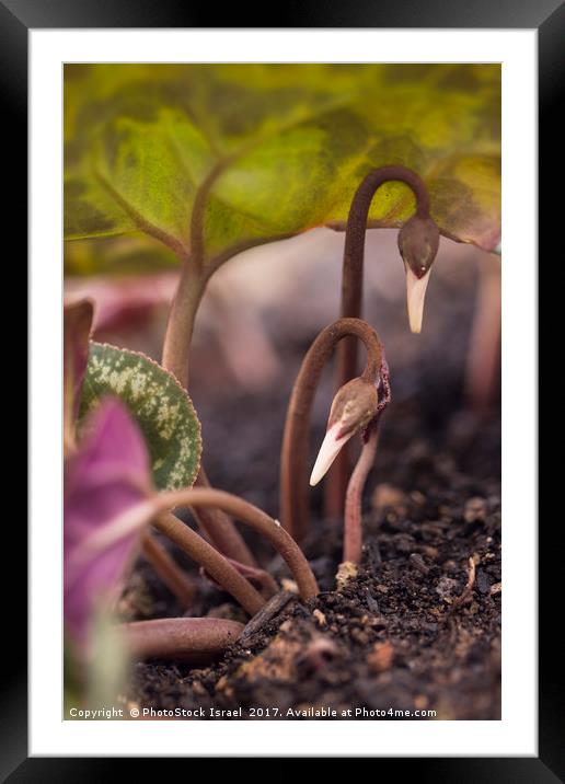 Emerging flower bud  Framed Mounted Print by PhotoStock Israel