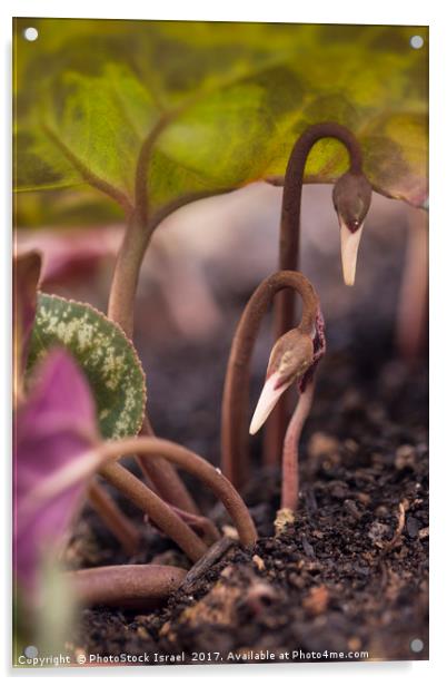 Emerging flower bud  Acrylic by PhotoStock Israel