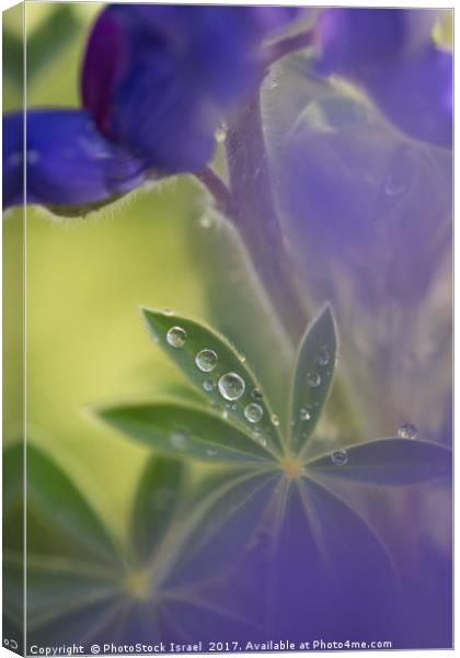 Blue lupin in the rain  Canvas Print by PhotoStock Israel