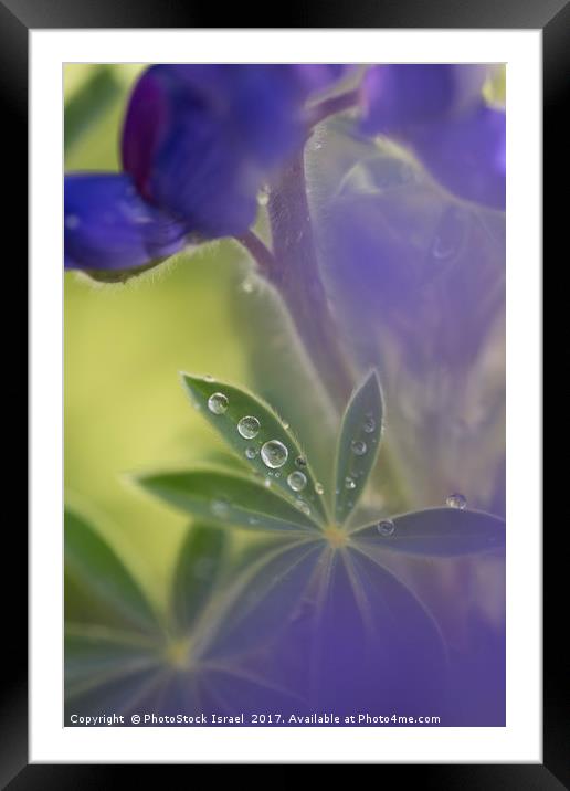 Blue lupin in the rain  Framed Mounted Print by PhotoStock Israel