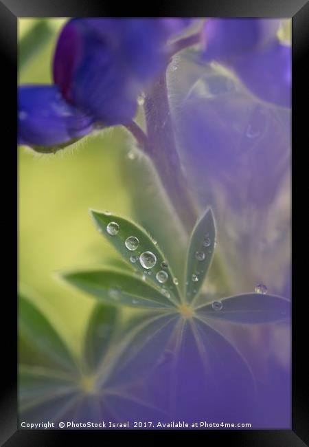 Blue lupin in the rain  Framed Print by PhotoStock Israel
