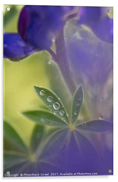 Blue lupin in the rain  Acrylic by PhotoStock Israel