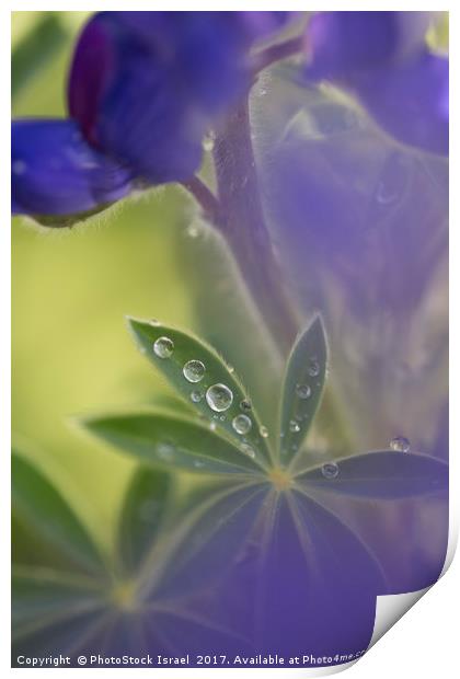 Blue lupin in the rain  Print by PhotoStock Israel