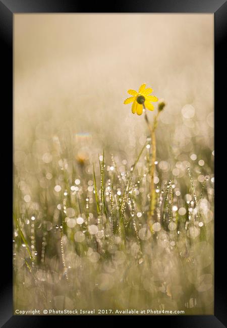 Eastern groundsel (Senecio vernalis) Framed Print by PhotoStock Israel