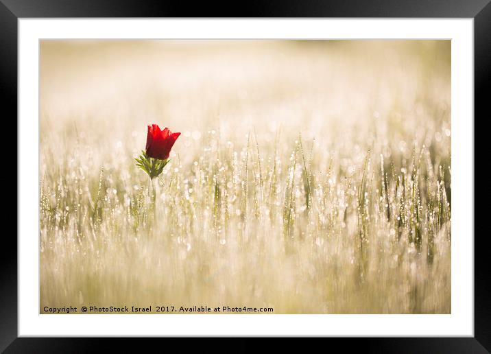 Anemone coronaria (Poppy Anemone) Framed Mounted Print by PhotoStock Israel