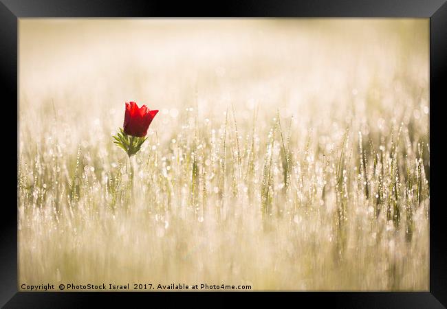 Anemone coronaria (Poppy Anemone) Framed Print by PhotoStock Israel
