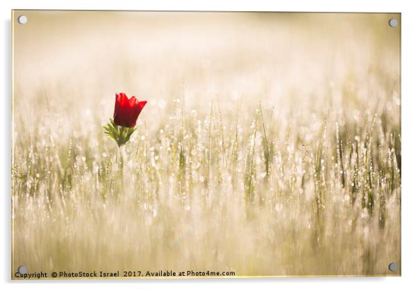 Anemone coronaria (Poppy Anemone) Acrylic by PhotoStock Israel