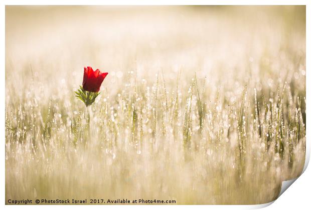 Anemone coronaria (Poppy Anemone) Print by PhotoStock Israel