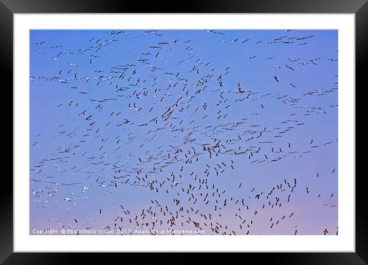 Flock of pelicans  Framed Mounted Print by PhotoStock Israel