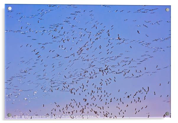 Flock of pelicans  Acrylic by PhotoStock Israel