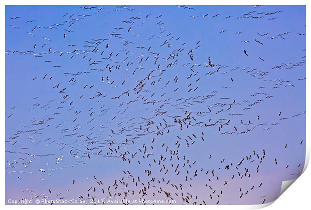 Flock of pelicans  Print by PhotoStock Israel