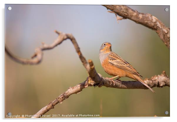 Male Cretzschmar's bunting (Emberiza caesia) Acrylic by PhotoStock Israel