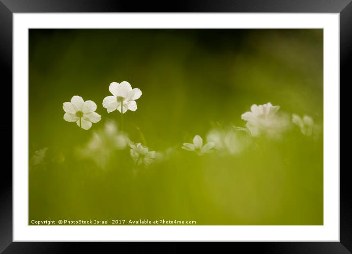 Anemone coronaria Framed Mounted Print by PhotoStock Israel