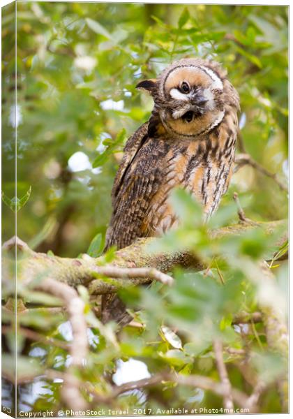 Long-eared Owl (Asio otus)  Canvas Print by PhotoStock Israel