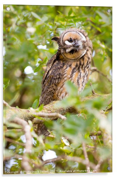 Long-eared Owl (Asio otus)  Acrylic by PhotoStock Israel
