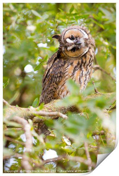 Long-eared Owl (Asio otus)  Print by PhotoStock Israel