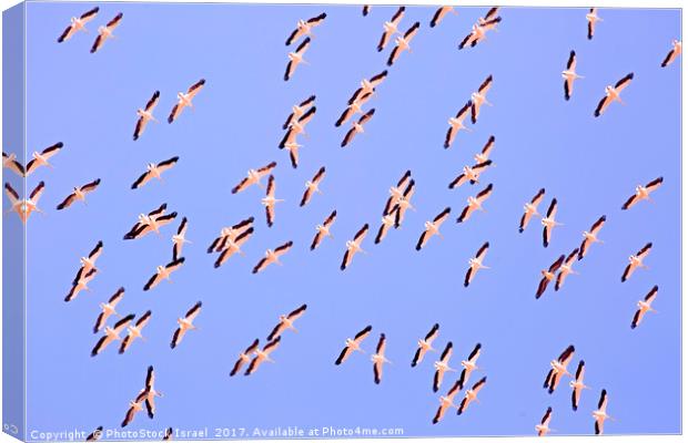 large flock of pelicans in flight  Canvas Print by PhotoStock Israel