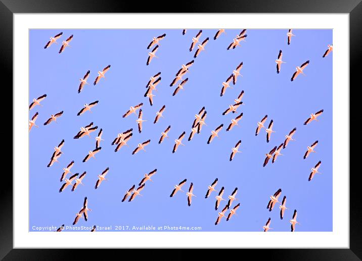 large flock of pelicans in flight  Framed Mounted Print by PhotoStock Israel