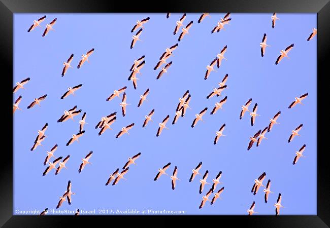 large flock of pelicans in flight  Framed Print by PhotoStock Israel