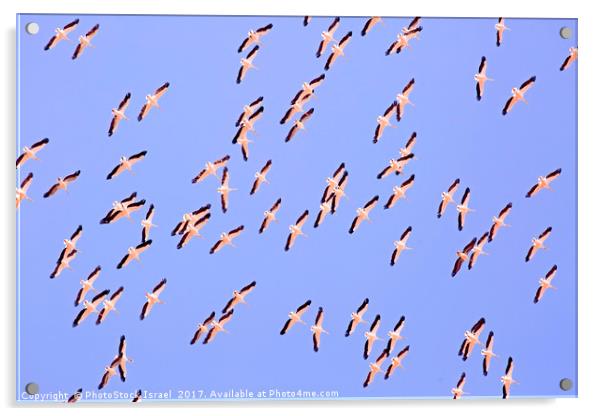 large flock of pelicans in flight  Acrylic by PhotoStock Israel