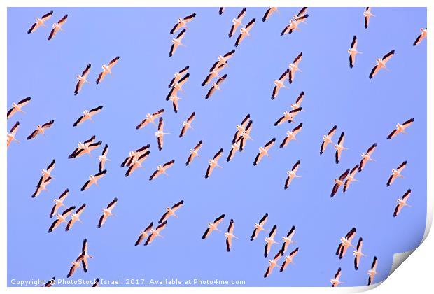 large flock of pelicans in flight  Print by PhotoStock Israel