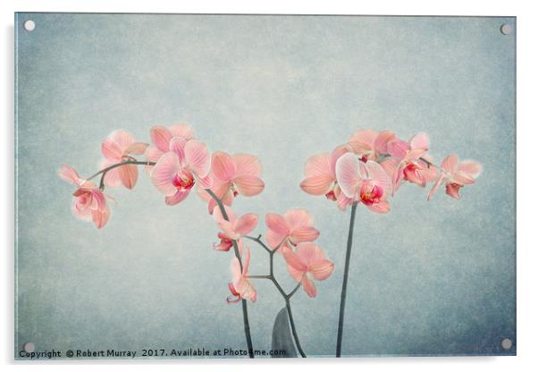 Moth Orchids Acrylic by Robert Murray