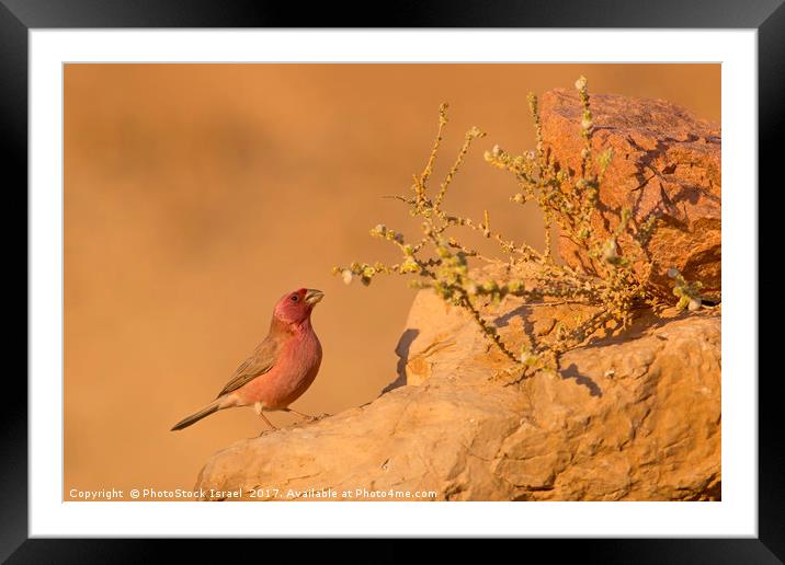 male Sinai Rosefinch (Carpodacus synoicus)  Framed Mounted Print by PhotoStock Israel