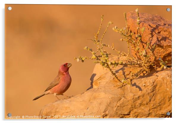 male Sinai Rosefinch (Carpodacus synoicus)  Acrylic by PhotoStock Israel