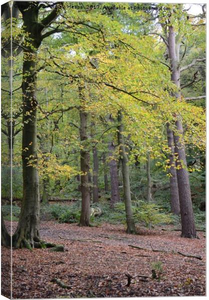 Autumn Colours in Biddulph country park Canvas Print by Andrew Heaps