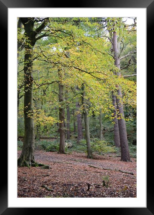 Autumn Colours in Biddulph country park Framed Mounted Print by Andrew Heaps