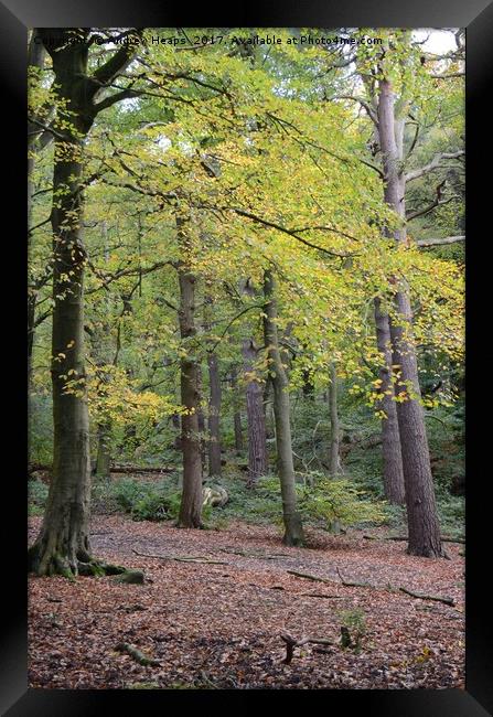 Autumn Colours in Biddulph country park Framed Print by Andrew Heaps