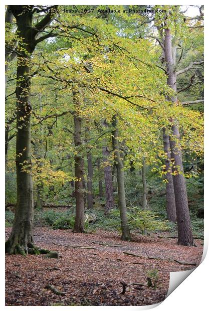 Autumn Colours in Biddulph country park Print by Andrew Heaps