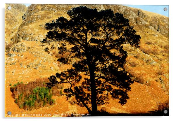 A gorgeous pine tree and Ben Nevis Acrylic by Colin Woods
