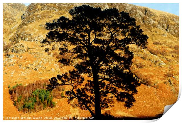 A gorgeous pine tree and Ben Nevis Print by Colin Woods