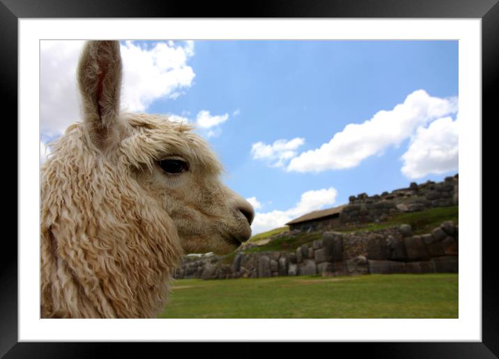 Llama Portrait At The Saqsaywaman Ruin, Peru  Framed Mounted Print by Aidan Moran
