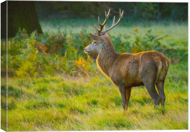 Stag In Morning Sunshine 1 Canvas Print by Clive Eariss