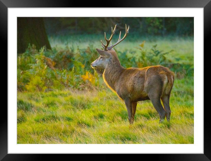 Stag In Morning Sunshine 1 Framed Mounted Print by Clive Eariss