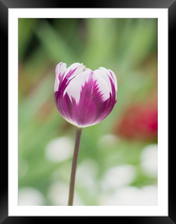 Forever Spring Time Framed Mounted Print by Clive Eariss