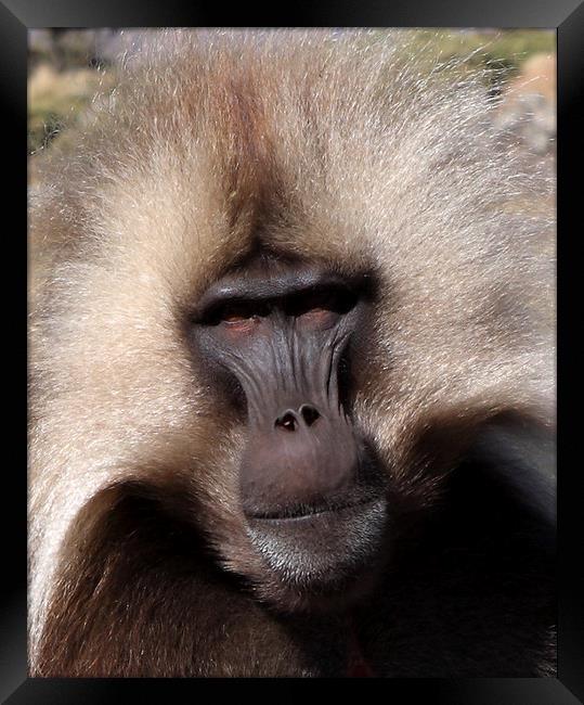 Gelada Baboon Portrait  Framed Print by Aidan Moran