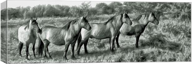 Konik Ponies Canvas Print by David Mccandlish
